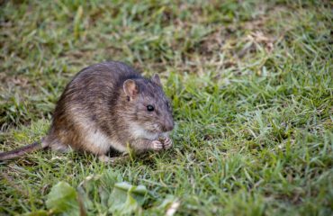 Rat op het gras